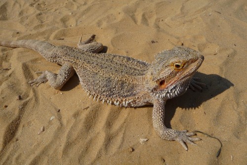 Pogona_vitticeps_close-up_2009_G3