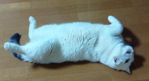 cat_sleep