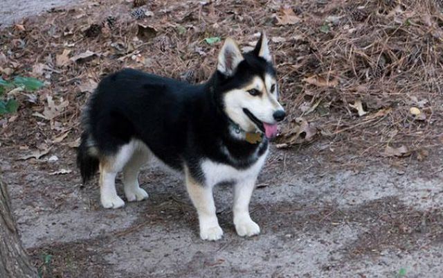 シベリアンハスキーとコーギーの間に生まれた犬が、あまりにもアホっぽくて可愛い*:.｡. o(≧▽≦)o .｡.:* | netgeek