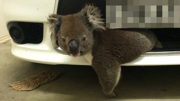 koala_car