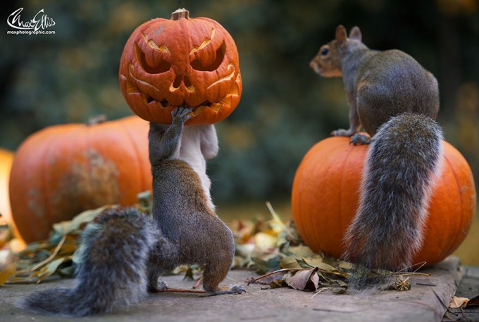 1111squirrel_pumpkinsquirrel-steals-carved-pumpkin-max-ellis-1