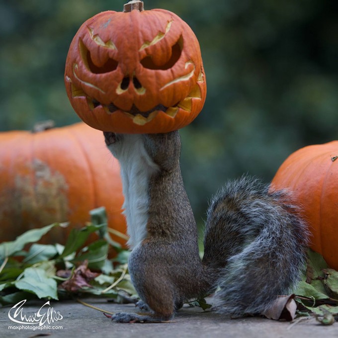 1111squirrel_pumpkinsquirrel-steals-carved-pumpkin-max-ellis-3