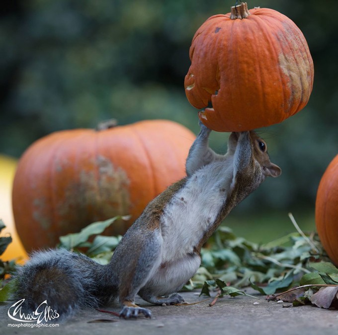 1111squirrel_pumpkinsquirrel-steals-carved-pumpkin-max-ellis-5