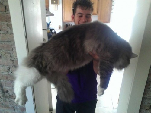 1129maine_coon4