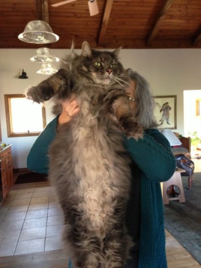 1129maine_coon5