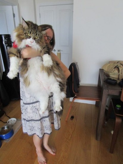 1129maine_coon8