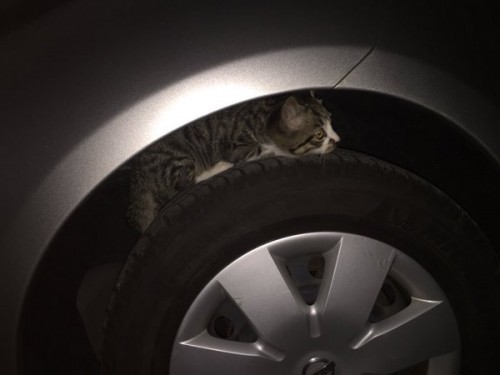 cat_car2