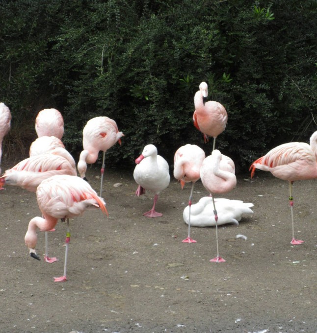 flamingo_duck (1)
