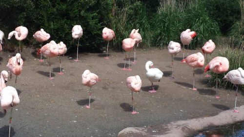 flamingo_duck (3)