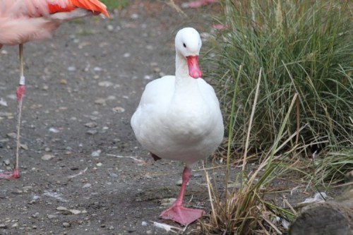 flamingo_duck (4)