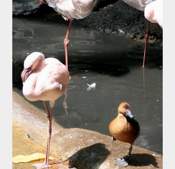 flamingo_duck (5)