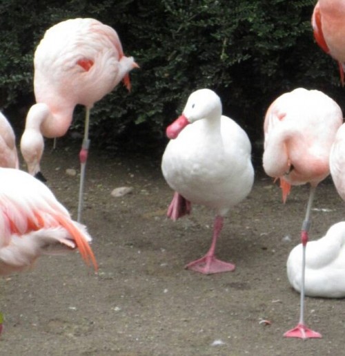flamingo_duck11