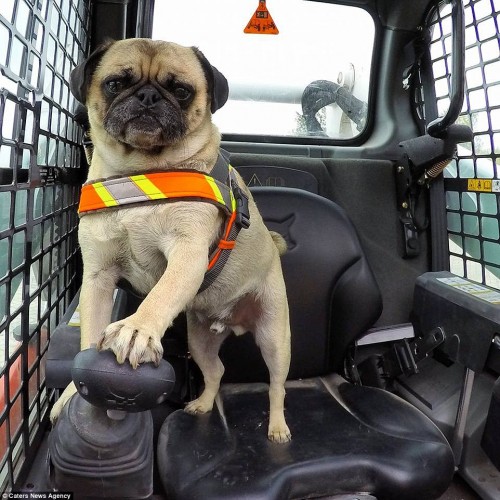 1213pug_driving3