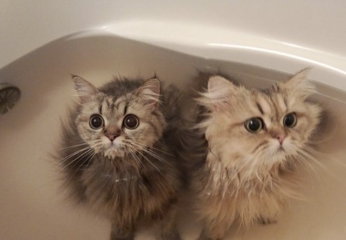 bathcats (2)