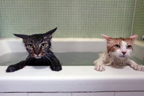 bathcats (4)