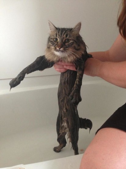 bathcats (6)