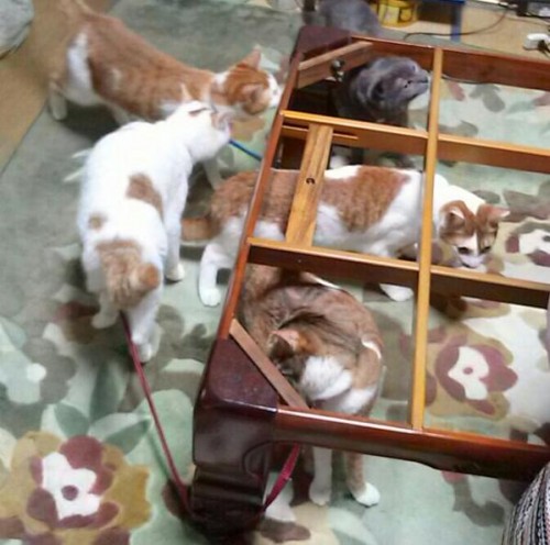 cat_kotatsu4