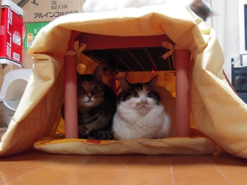 kotatsu_cat