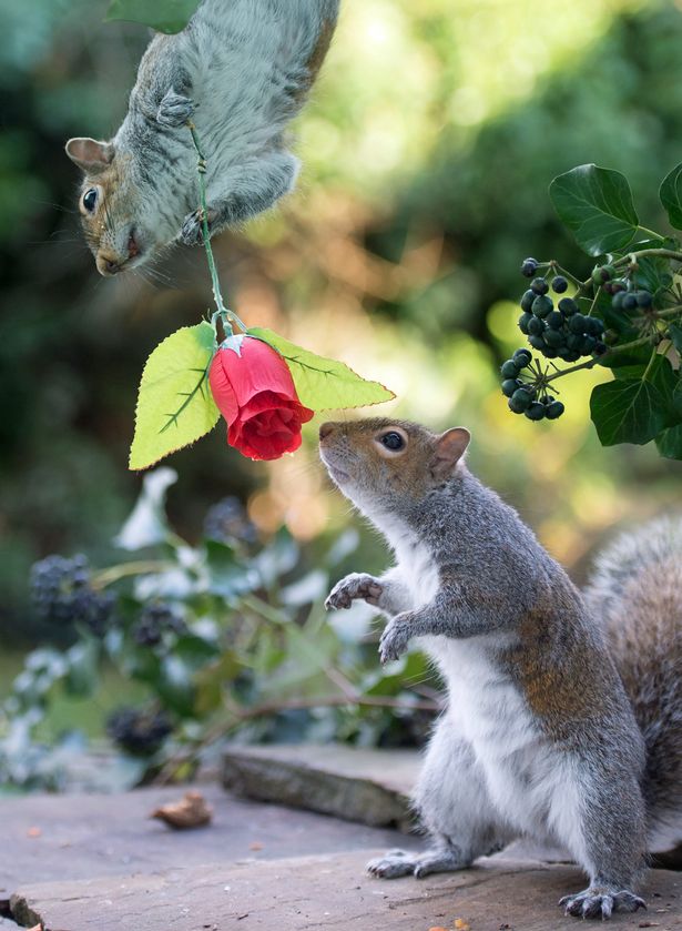 rose_squirrel-3.jpg