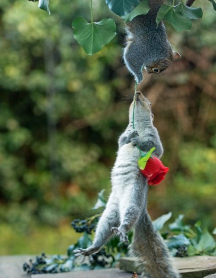 rose_squirrel (4)