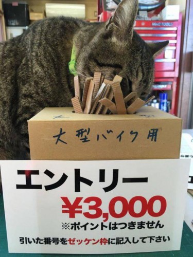 okegawa_cats_05