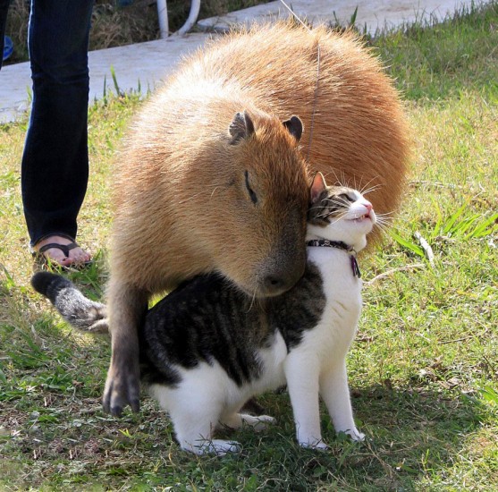 lovely_capybara (10)