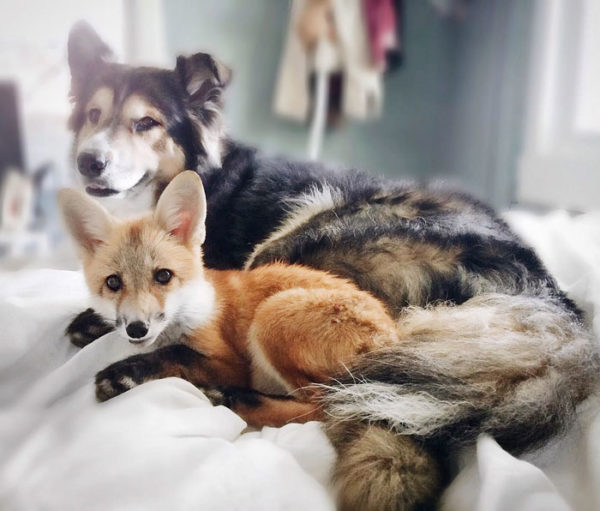 fox_bestfriend10