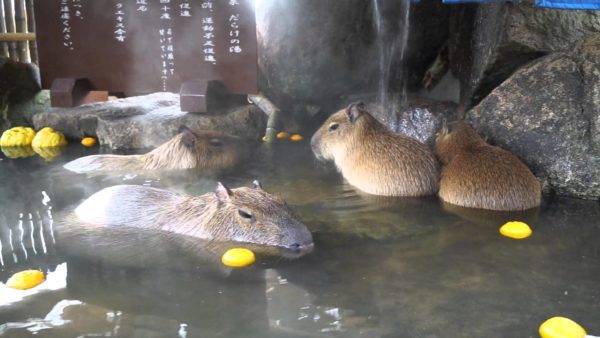 capybara_himejicentrapark4