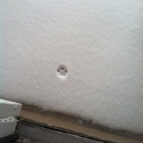 snowcat