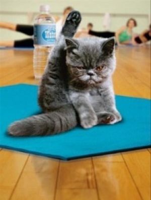 yoga_animal (13)