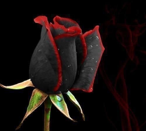 black_rose-1