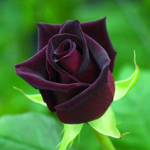 black_rose-2