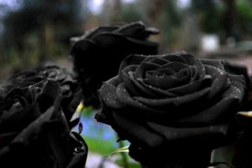 black_rose-4
