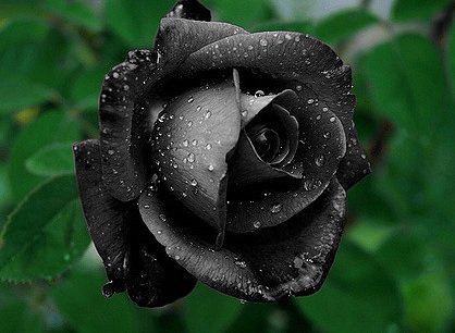 black_rose-5