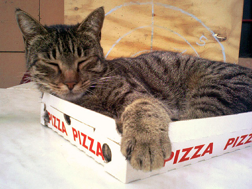 pizzacat-17