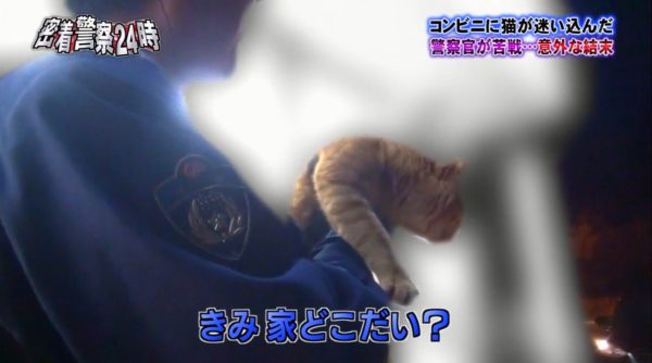 police-cat-4