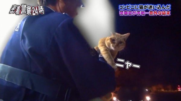 police-cat-5