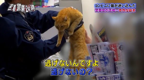 police-cat-6