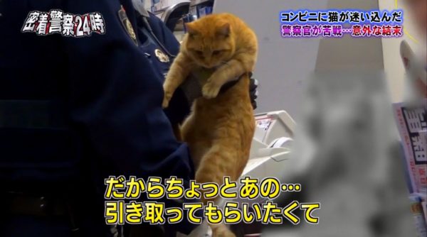 police-cat-7