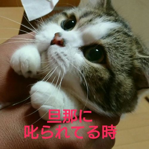 cat-aikyo (2)