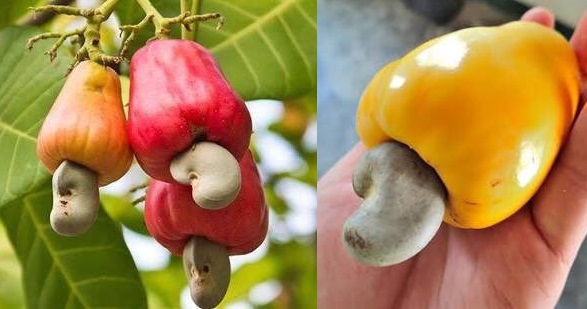 カシューナッツのなりかたに衝撃を受ける人が続出中 Netgeek