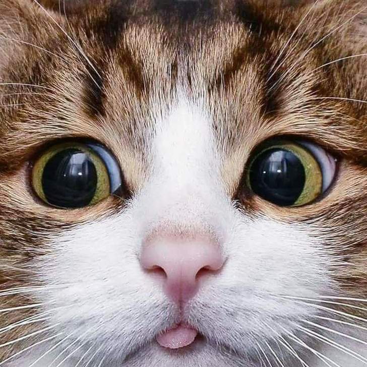 猫が地球上で最も可愛い生き物である19の証拠 Netgeek