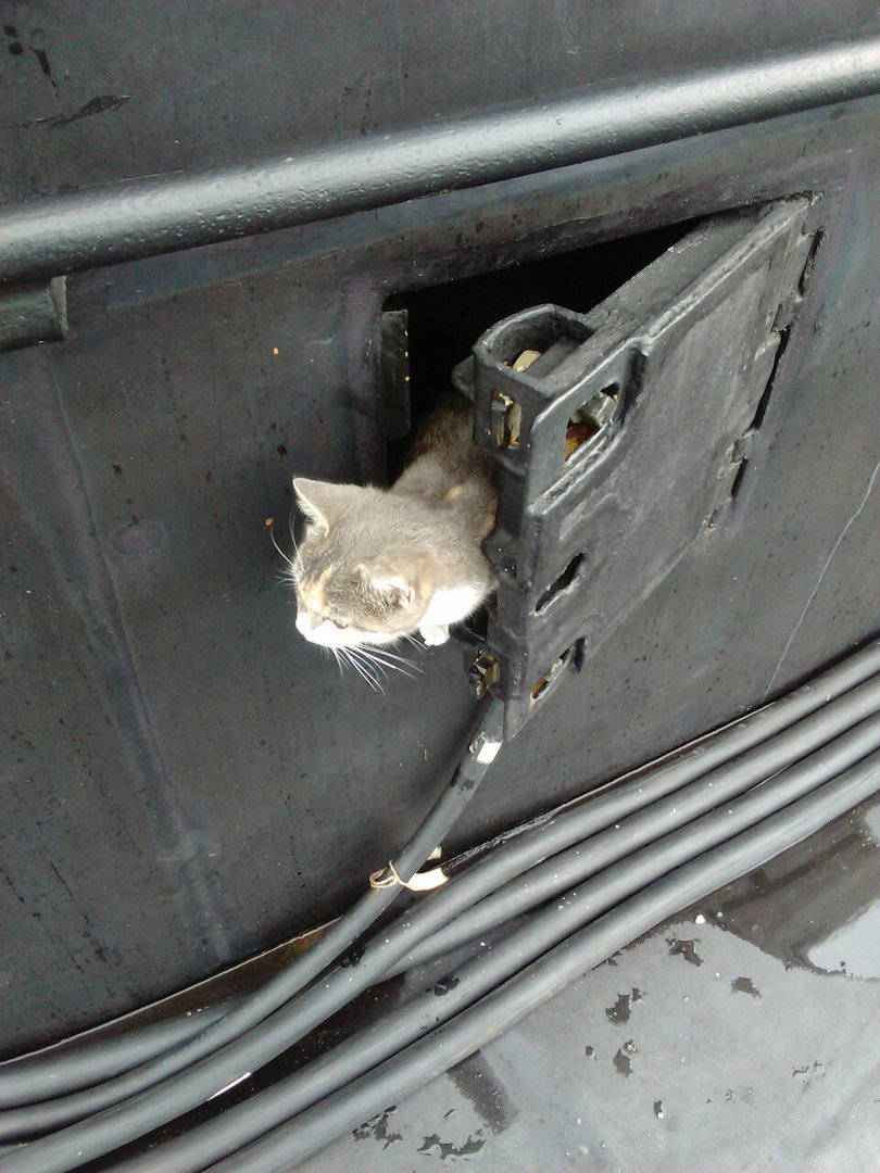 ロシア海軍の潜水艦は猫を乗せて癒やしを求める Netgeek