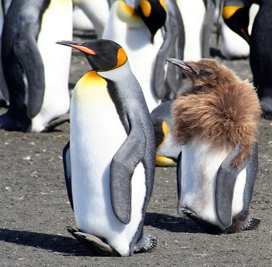 もふもふの赤ちゃんペンギンが大人になる過程 Netgeek