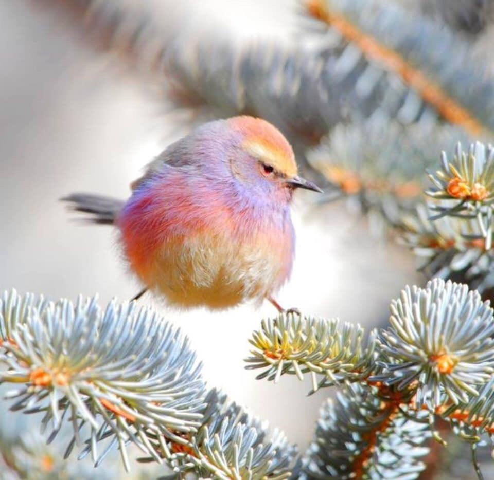 フジイロムシクイはパステルカラーが綺麗な鳥 | netgeek