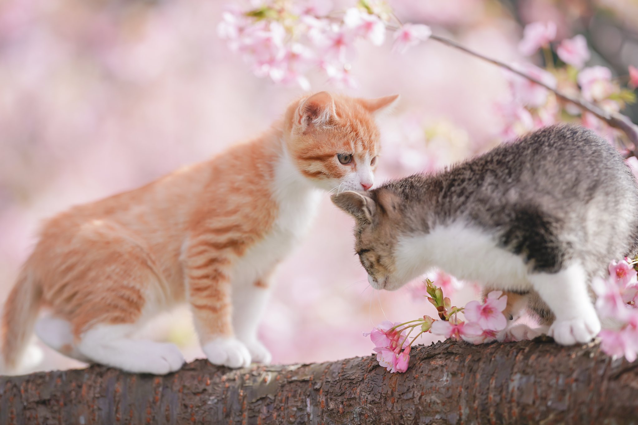 伊豆で咲いた桜猫と素敵な写真が撮れる netgeek