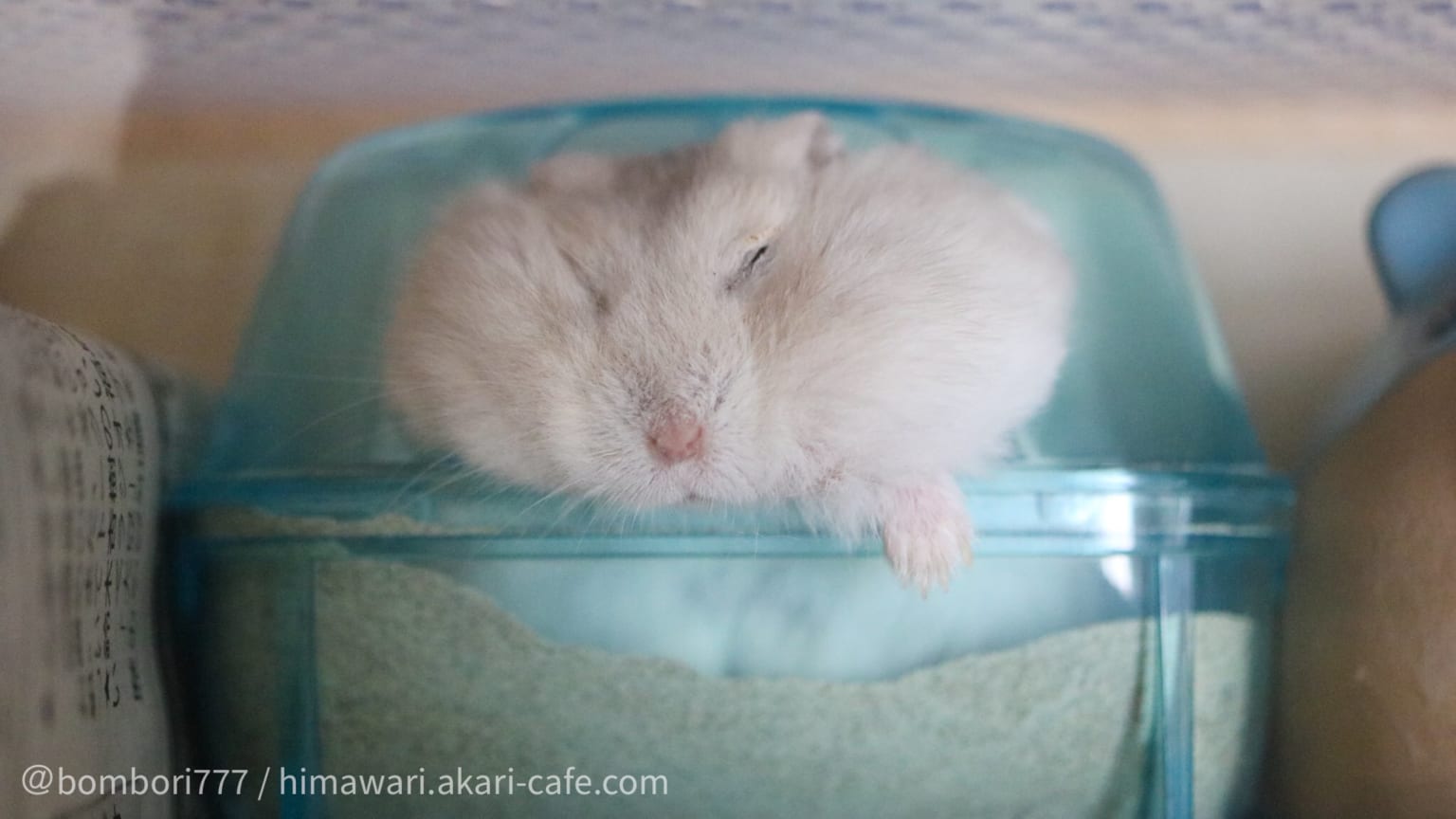 クッションの上で寝るハムスター、重力で平べったくなってる | netgeek