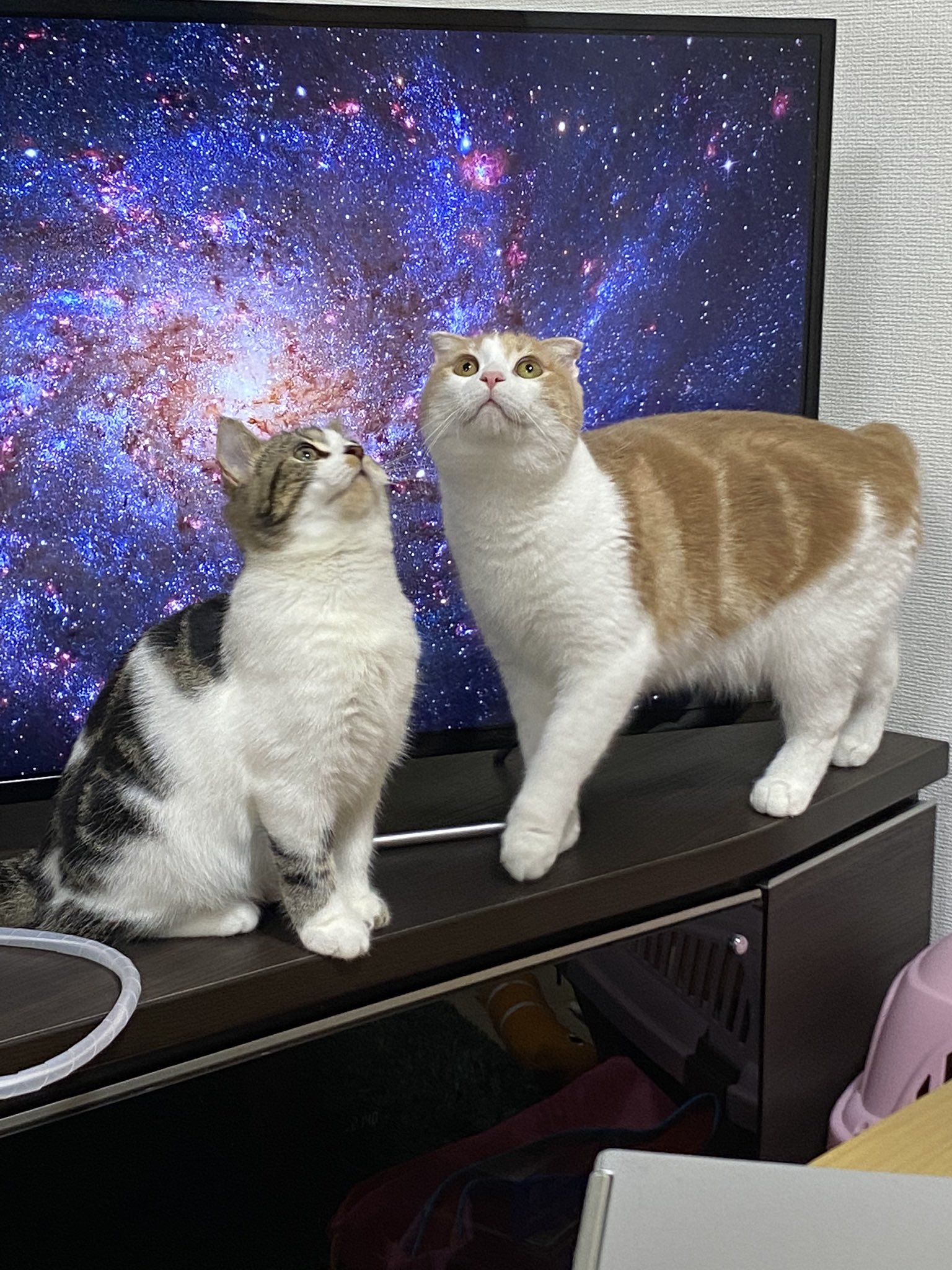 猫がやたらテレビの前に来るから宇宙にしてみた Netgeek